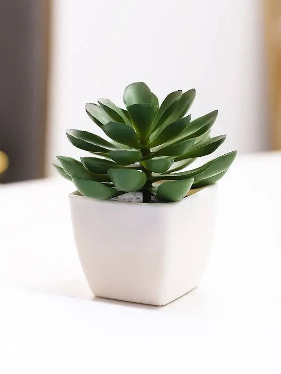 Desk Plants- Women's Day Gift Ideas for Employees